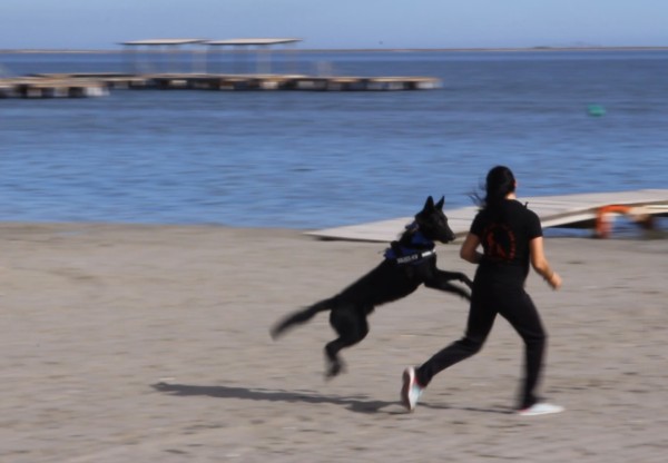 Imagen de cabecera de Terapia con perros para víctimas de violencia