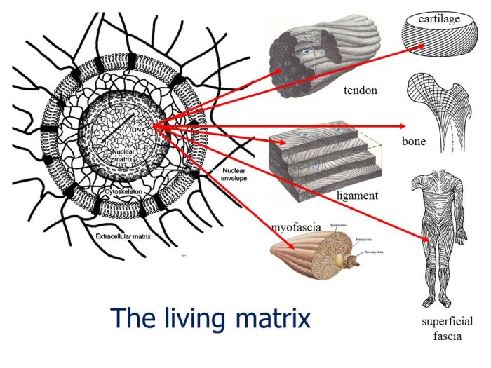 the-living-matrix.jpg
