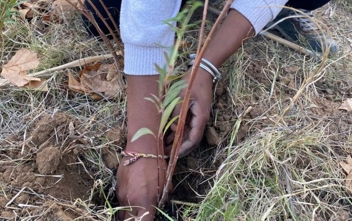 tree-planting-reward-1.jpeg